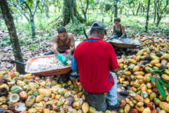 Cata Cacao