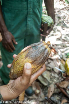 Cata Cacao