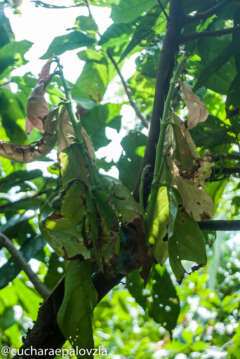 Cata Cacao