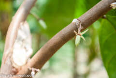 Cata Cacao