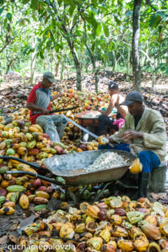 Cata Cacao