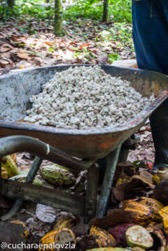 Cata Cacao