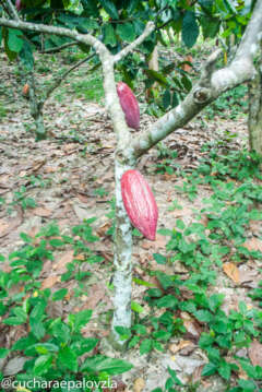 Cata Cacao