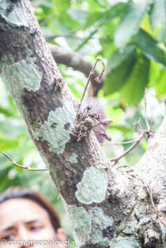 Cata Cacao