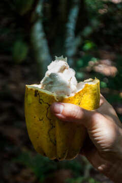 Cata Cacao